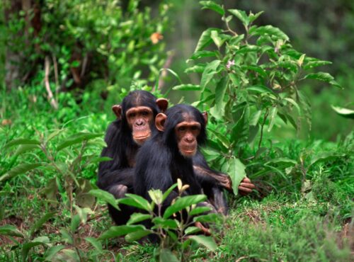 Two young chimpanzees