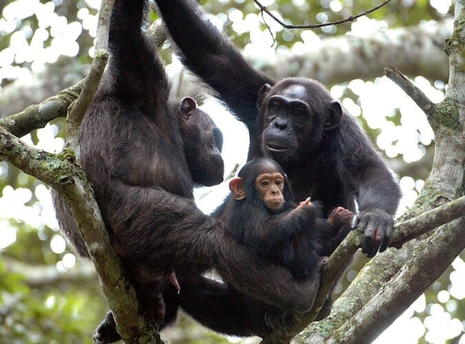 Chimpanzee Trekking 1