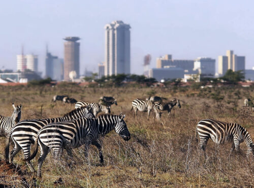 Nairobi National Park 1
