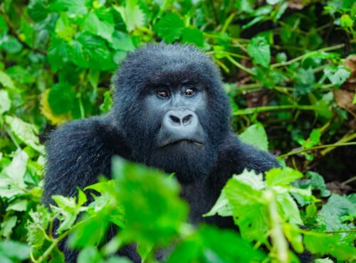 Rwanda Gorilla1
