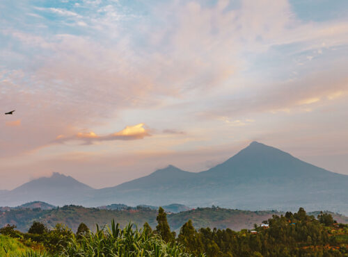 Rwanda- Volcanoes National Park