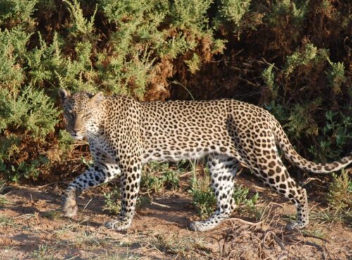 Samburu National Reserve1