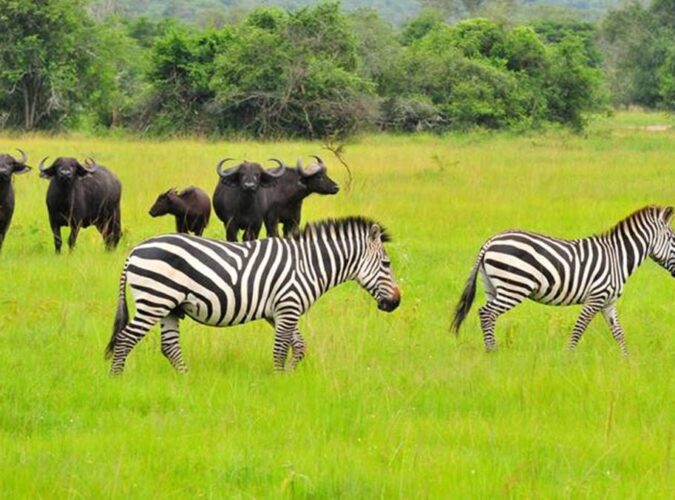 Uganda Wildlife1