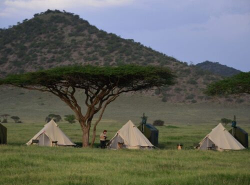flying camp natron