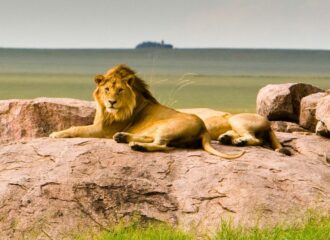 serengeti lion